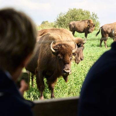 Bisonko